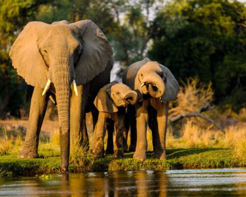 Night Drives in Queen Elizabeth National Park