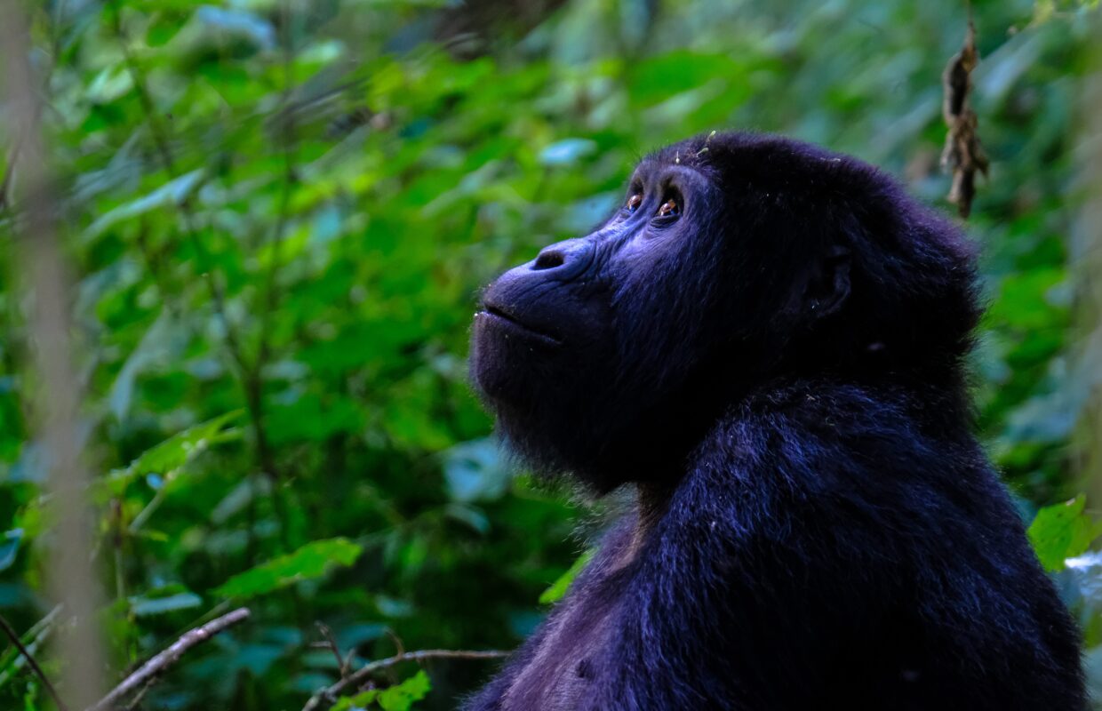 Kibale National Park Uganda