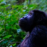 Kibale National Park Uganda