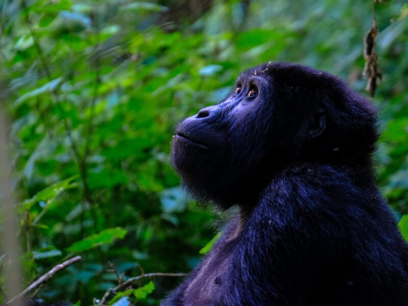 Kibale National Park Uganda