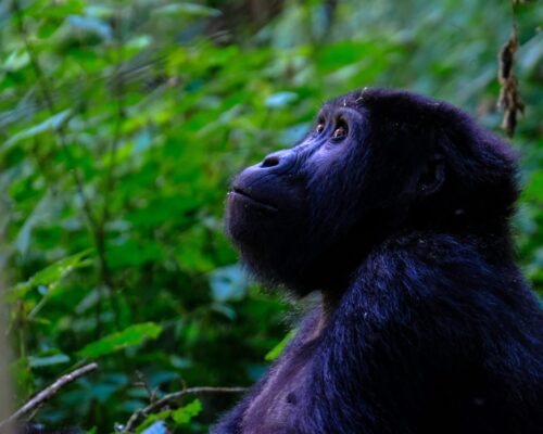 Kibale National Park Uganda