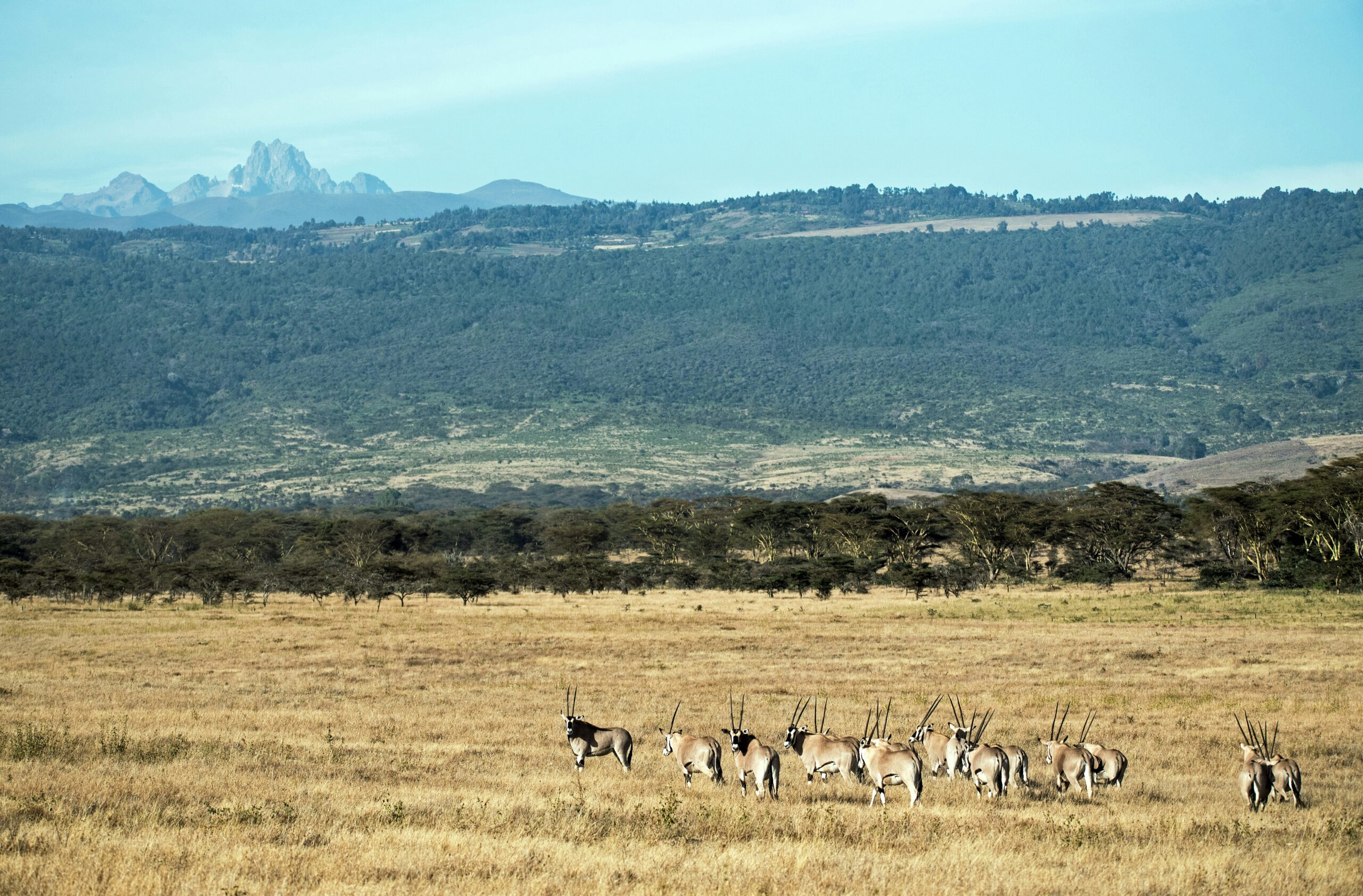 Mount Kenya National Park