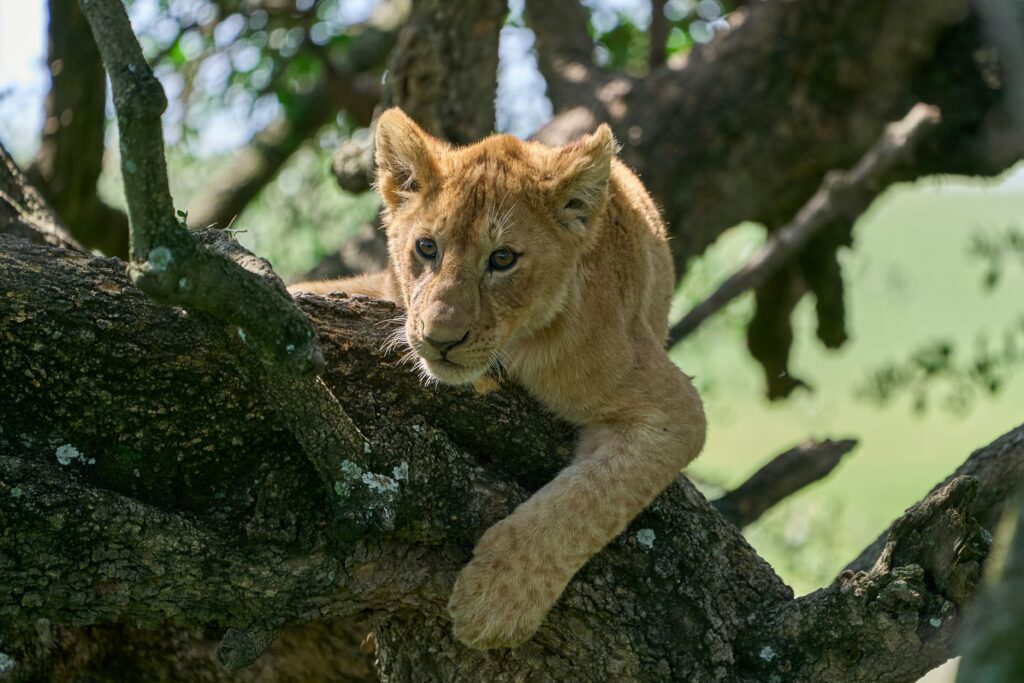Lake Manyara National Park