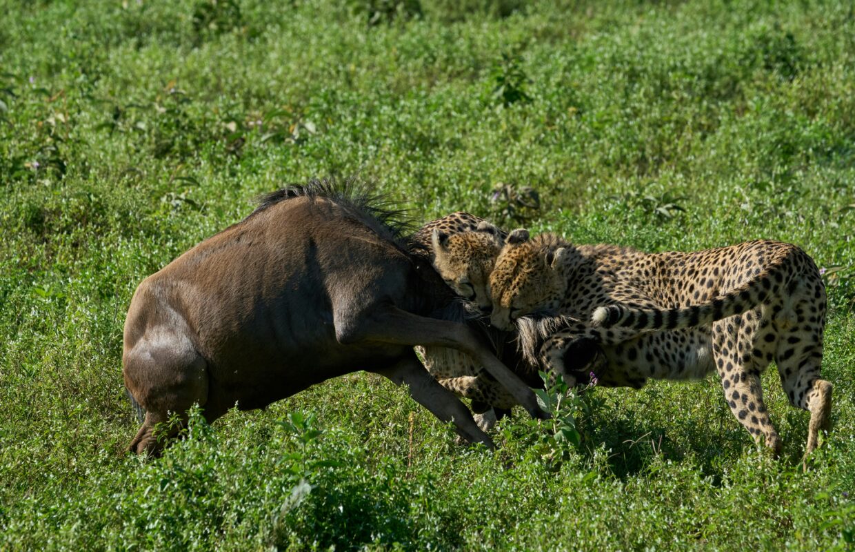 Rwonyo Camp Leopards in Kidepo Valley National Park
