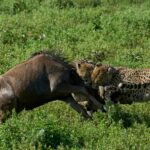 Rwonyo Camp Leopards in Kidepo Valley National Park