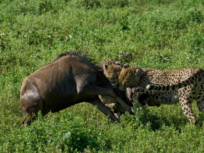 Rwonyo Camp Leopards in Kidepo Valley National Park
