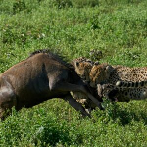 Rwonyo Camp Leopards in Kidepo Valley National Park