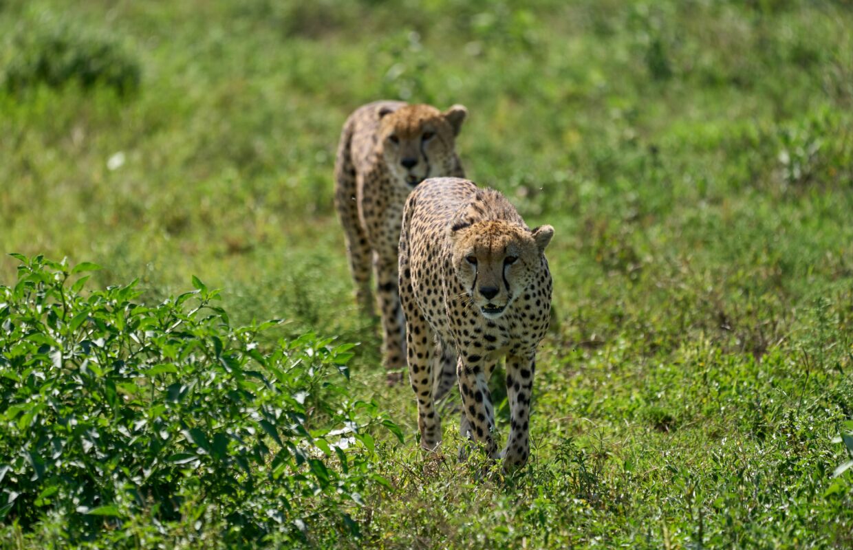 Mweya Peninsula Leopard Den in Queen Elizabeth National Park