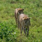 Mweya Peninsula Leopard Den in Queen Elizabeth National Park