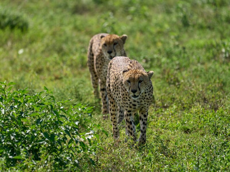 Mweya Peninsula Leopard Den in Queen Elizabeth National Park