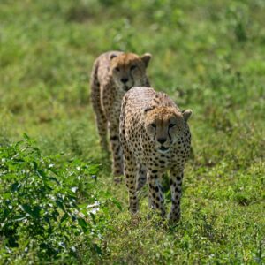 Mweya Peninsula Leopard Den in Queen Elizabeth National Park