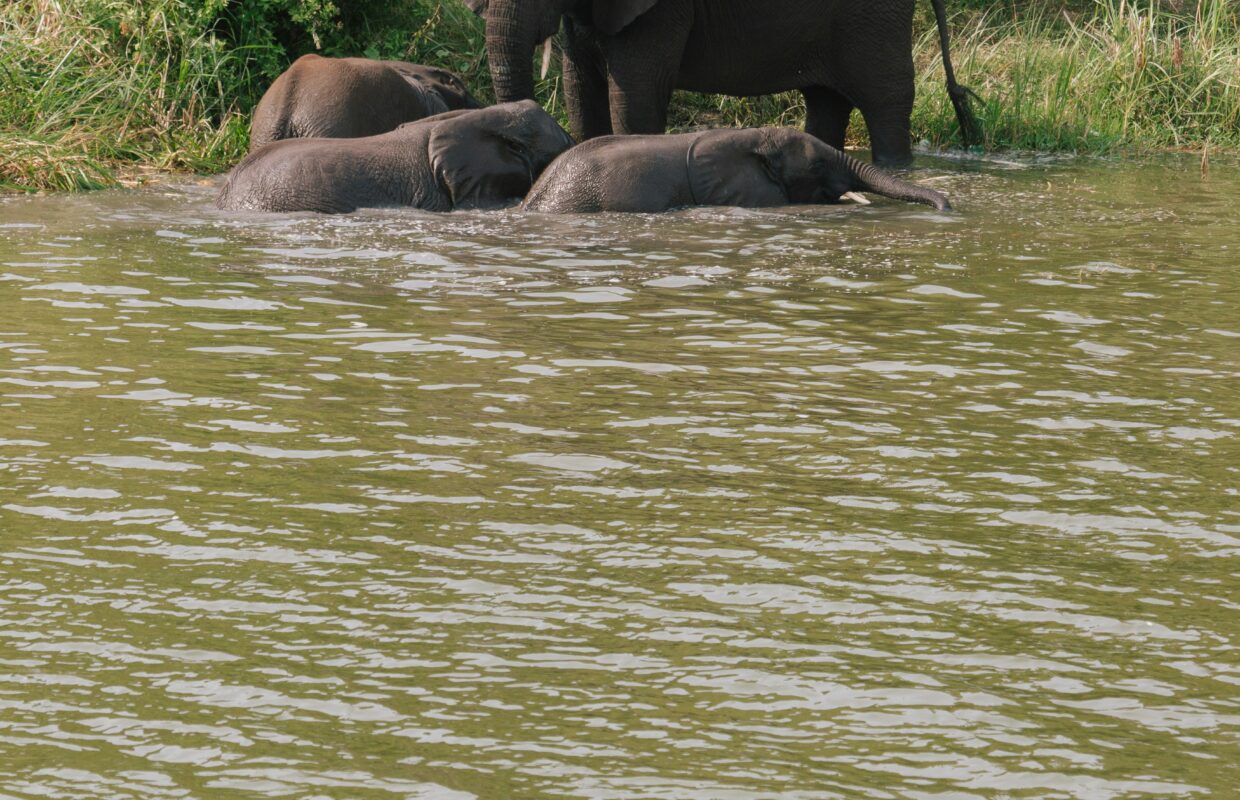 Queen Elizabeth National Park