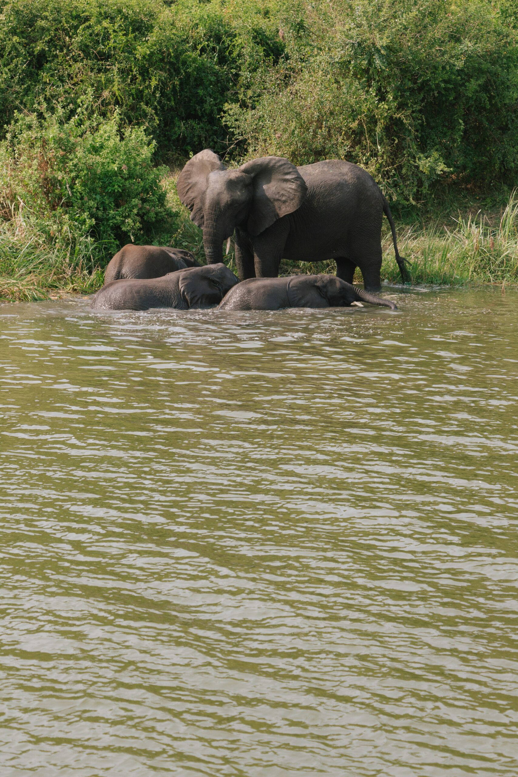 Queen Elizabeth National Park