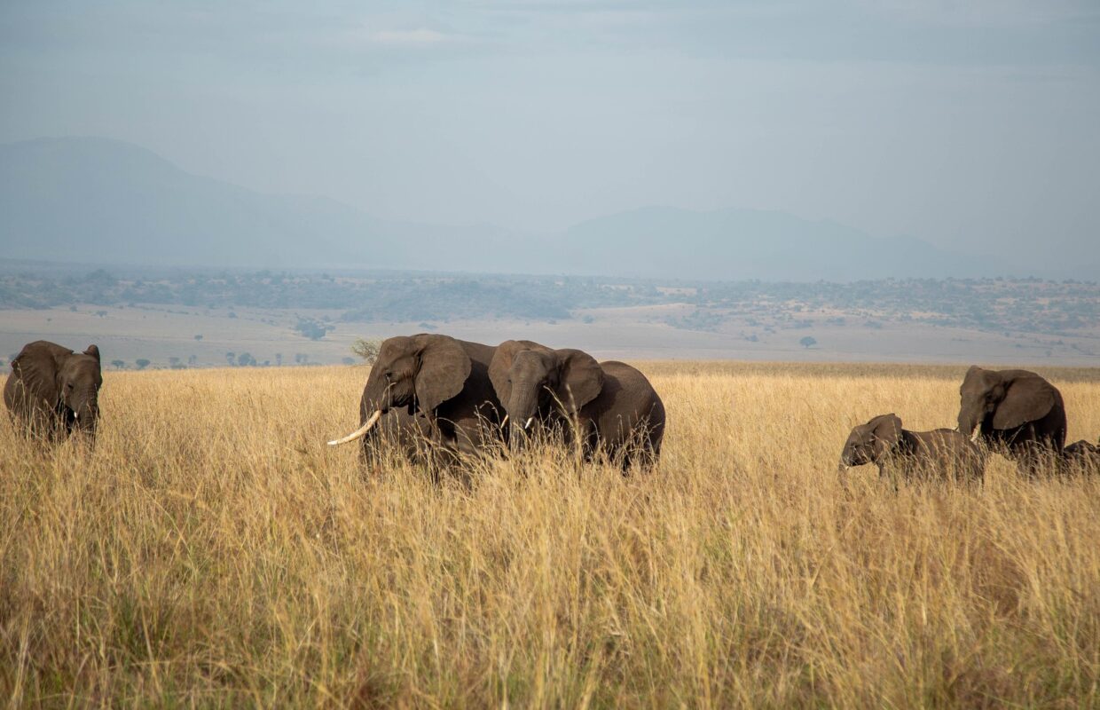 Bwindi Forest Elephants