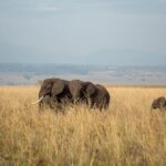 Bwindi Forest Elephants