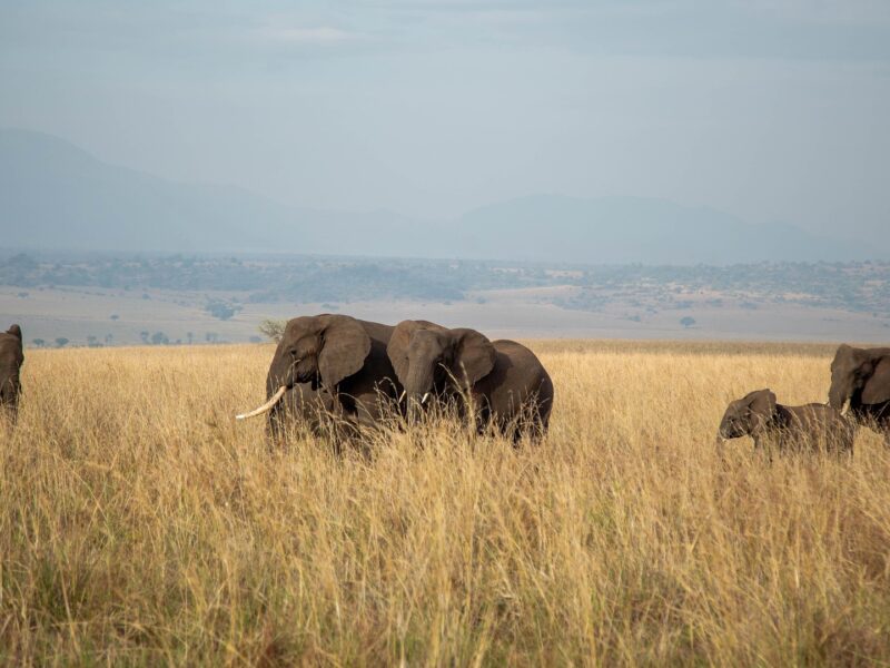 Bwindi Forest Elephants