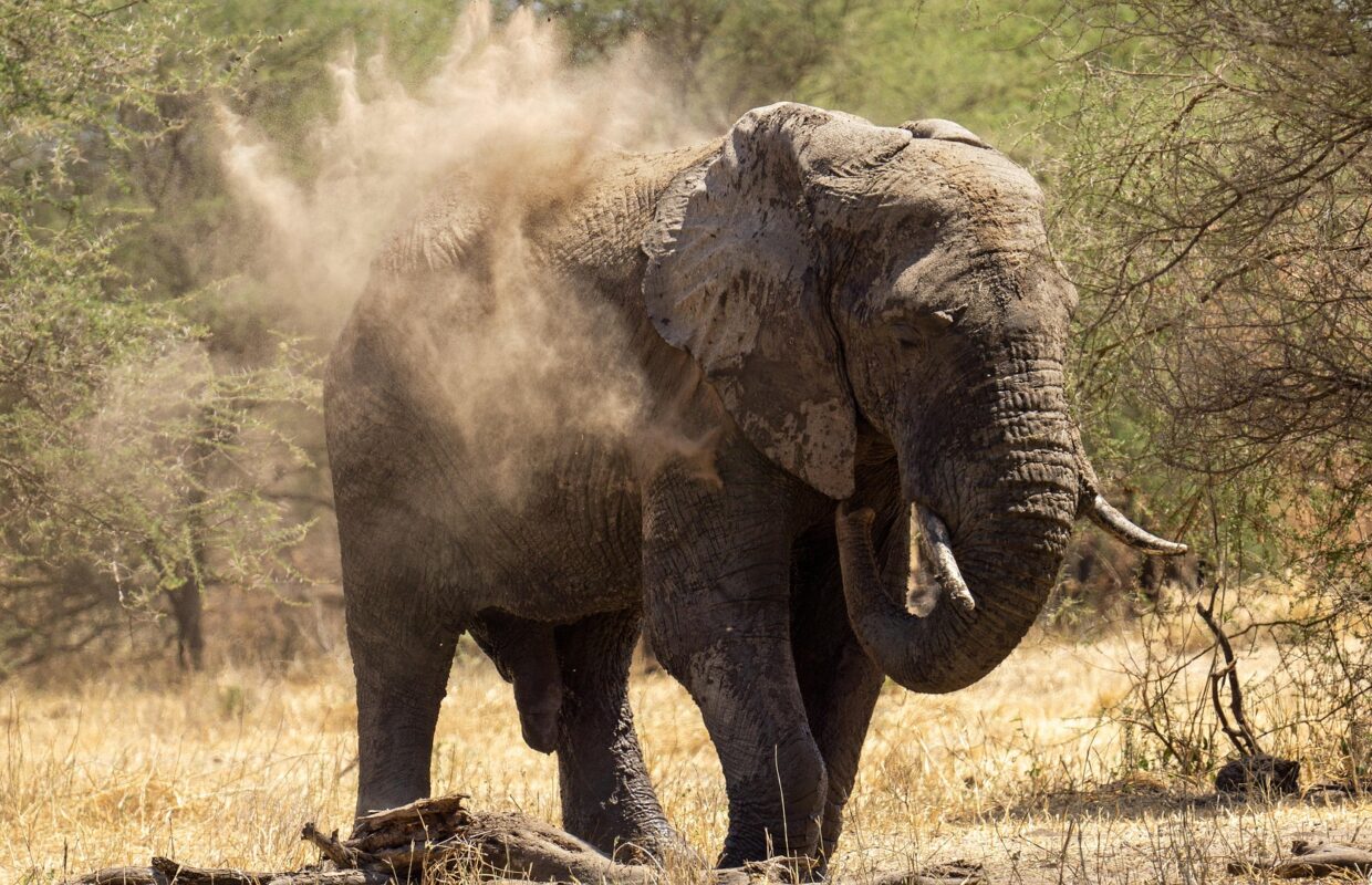 Walk with Elephants in Lake Mburo National Park
