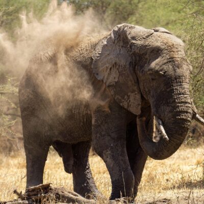 Walk with Elephants in Lake Mburo National Park