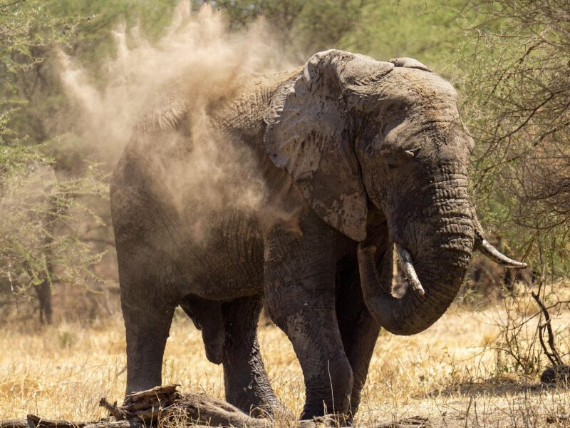 Walk with Elephants in Lake Mburo National Park