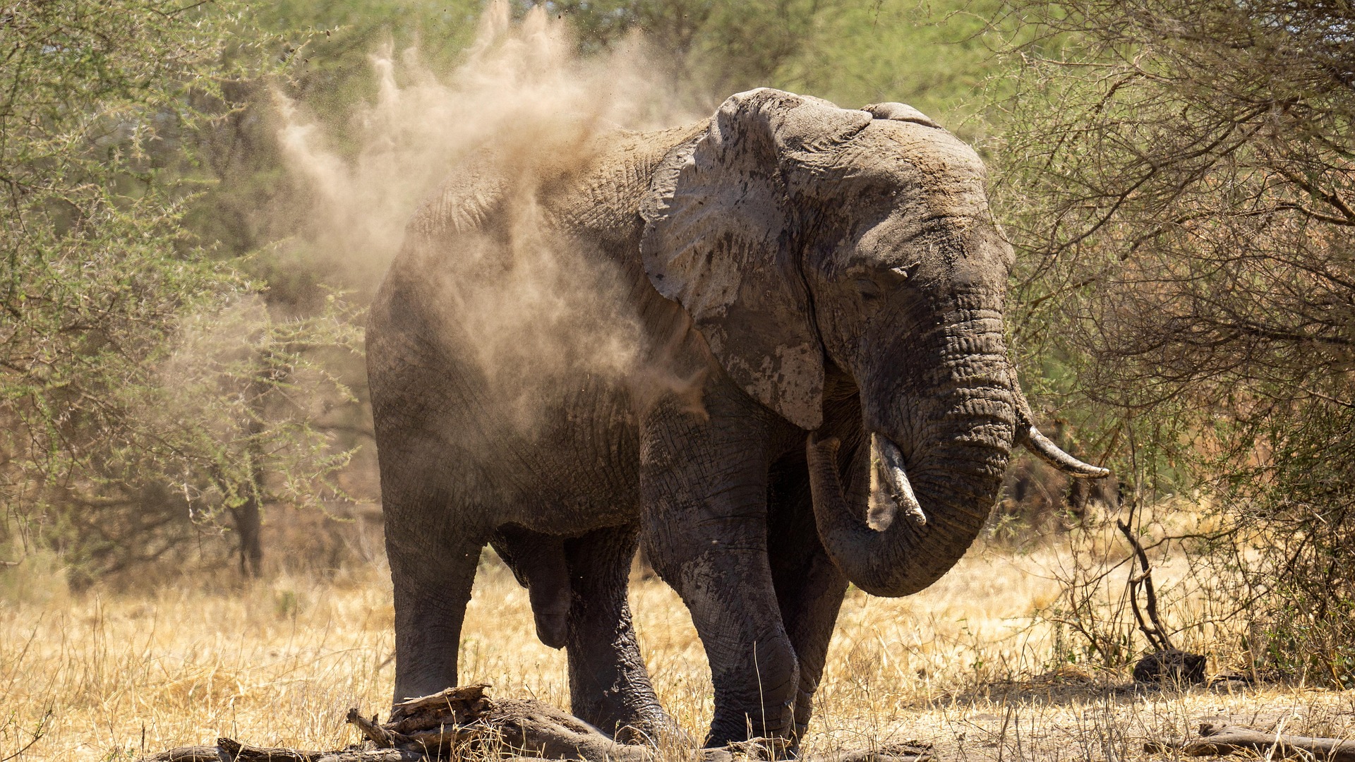 Amboseli National Park