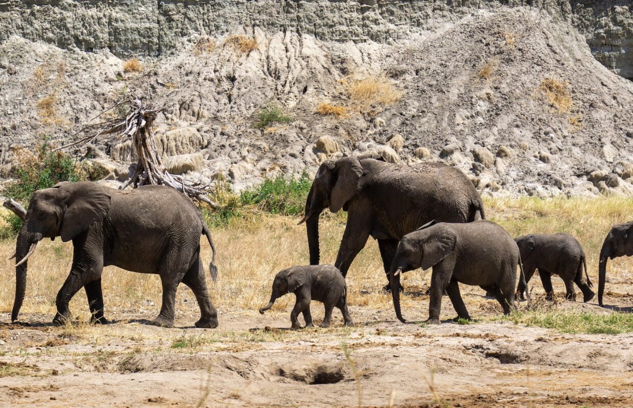 Bwindi Elephant Trail