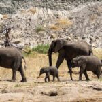Bwindi Elephant Trail