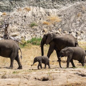 Bwindi Elephant Trail
