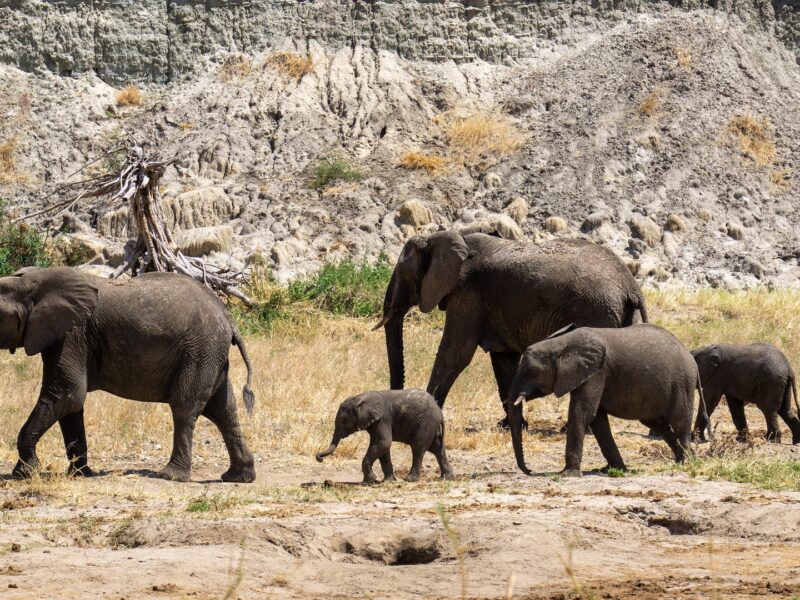 Bwindi Elephant Trail