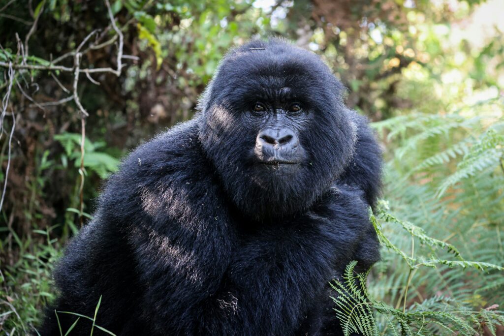 8 Days Rwanda Uganda Primates Safari