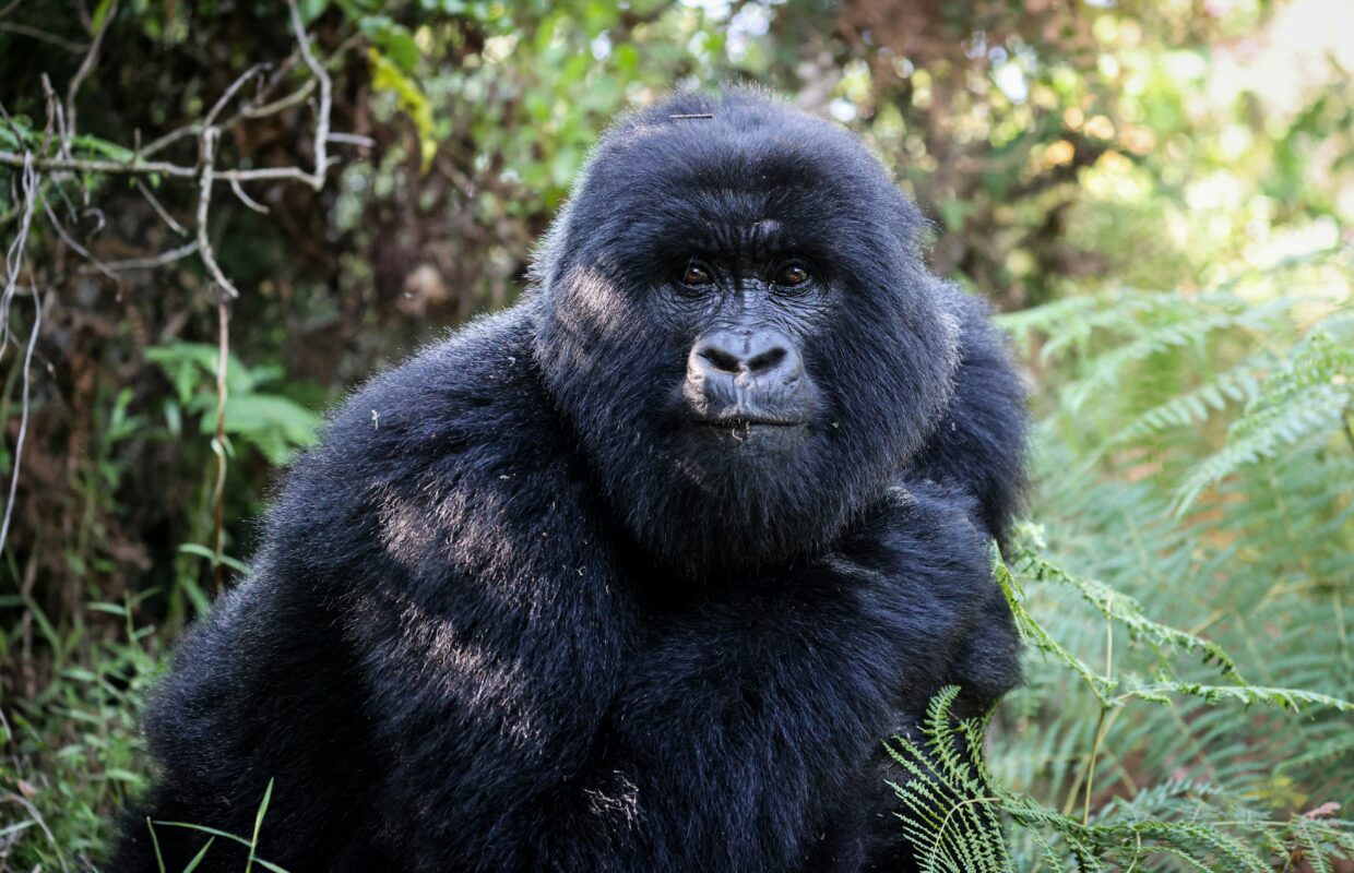 Forest Spa Treatment in Bwindi National Park- Relaxation in nature