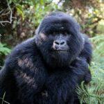 Forest Spa Treatment in Bwindi National Park- Relaxation in nature