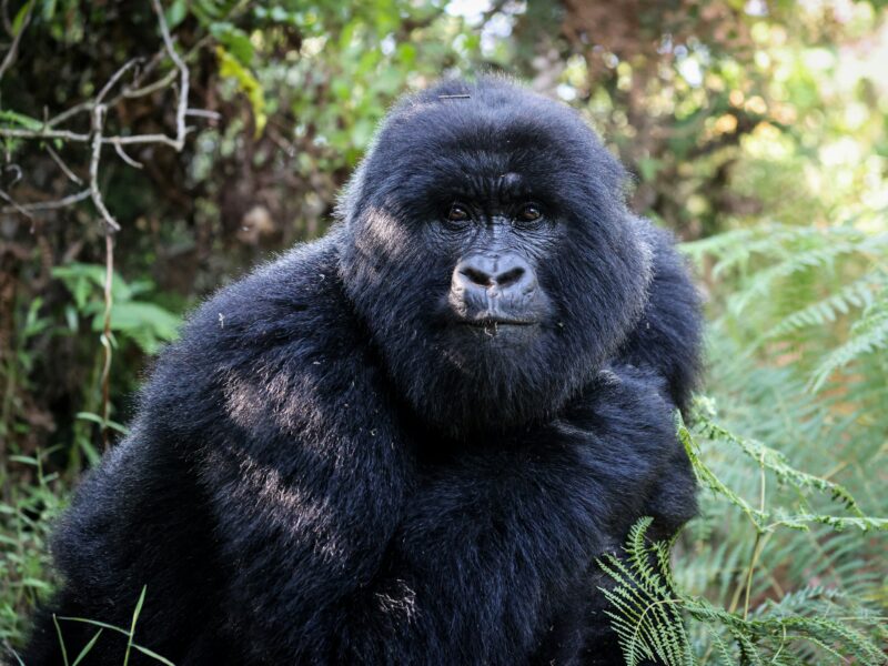 Forest Spa Treatment in Bwindi National Park- Relaxation in nature
