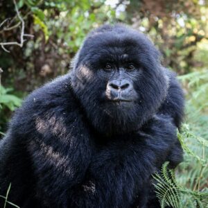 Forest Spa Treatment in Bwindi National Park- Relaxation in nature
