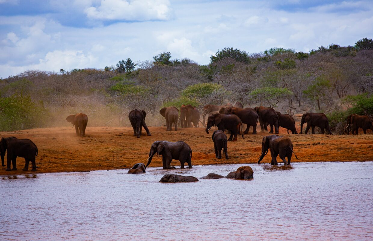 River Semuliki Hippos