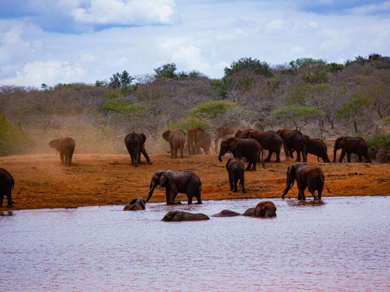 River Semuliki Hippos