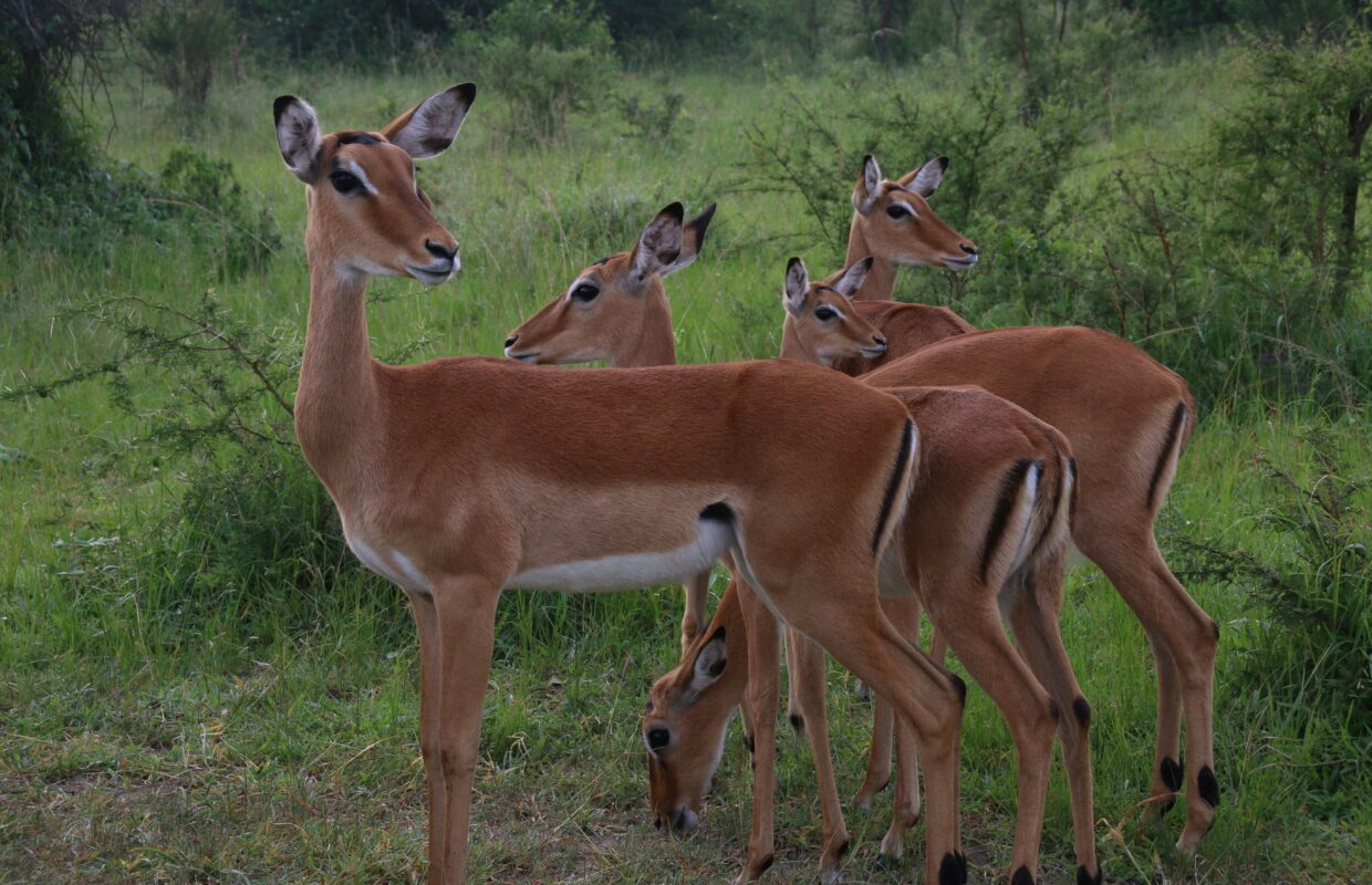 Lake Mburo National Park