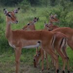 Lake Mburo National Park