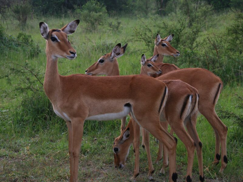 Lake Mburo National Park