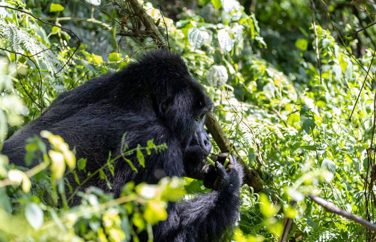 Chimp Habituation in Kibale Forest