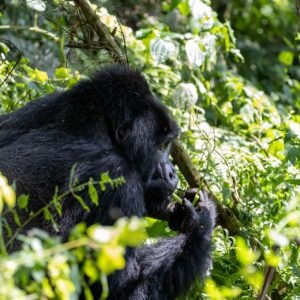 Chimp Habituation in Kibale Forest
