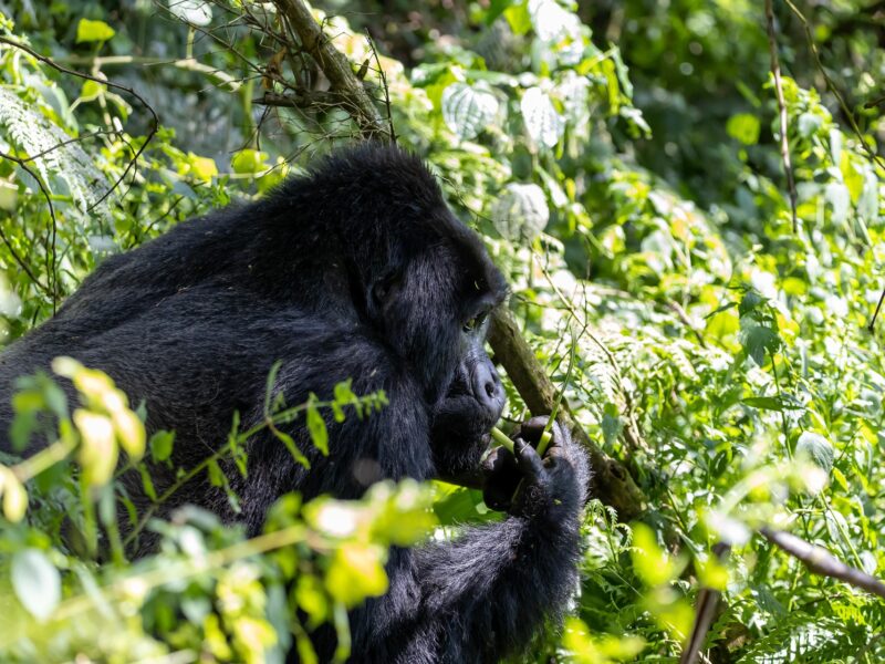 Chimp Habituation in Kibale Forest