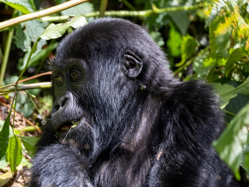 7-Day Rwanda Gorilla Tour and Wildlife Safari