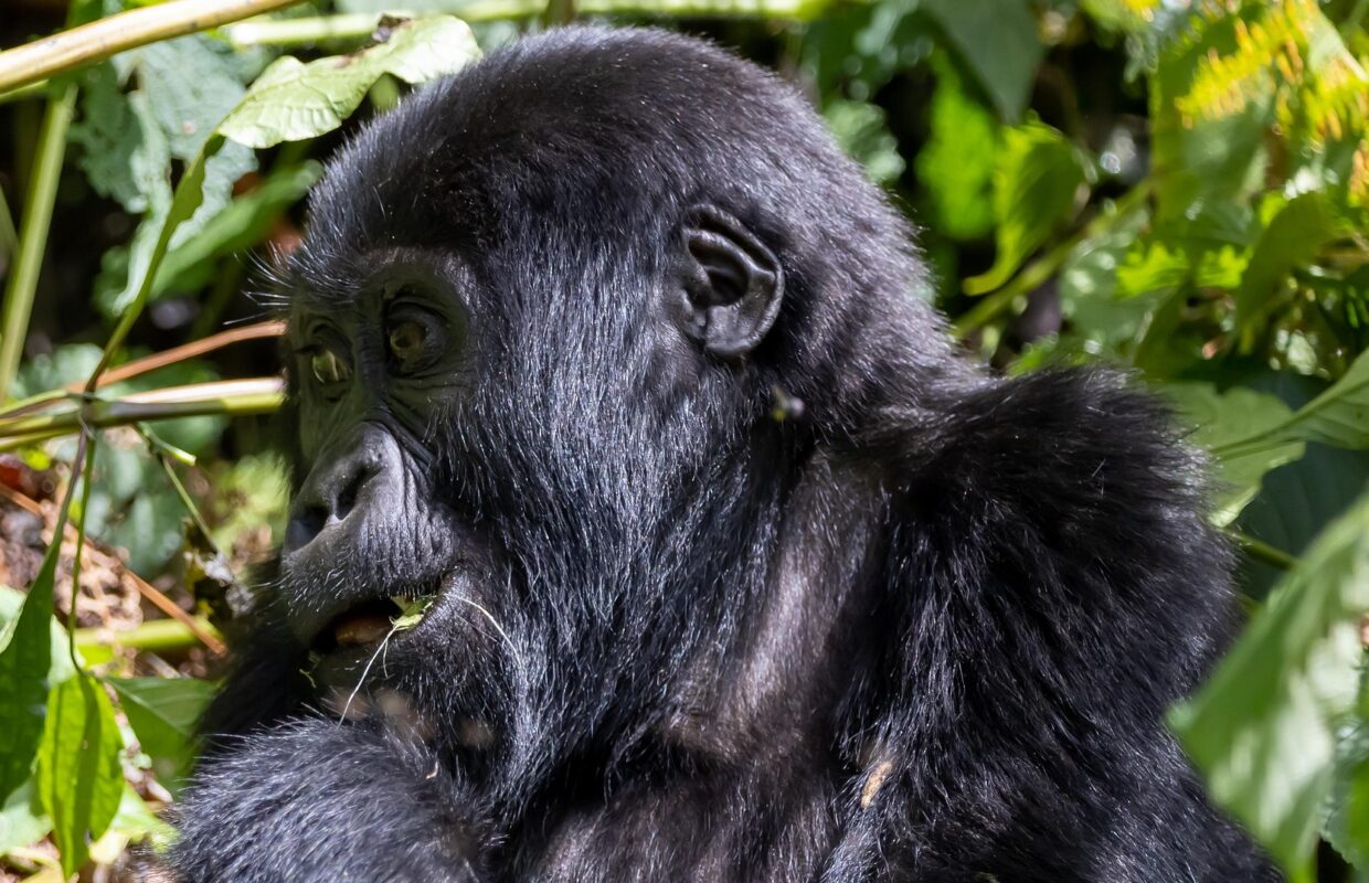 Semuliki Redtail Monkey