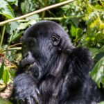 Semuliki Redtail Monkey