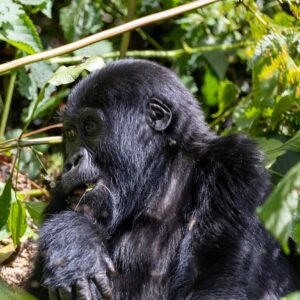 Semuliki Redtail Monkey