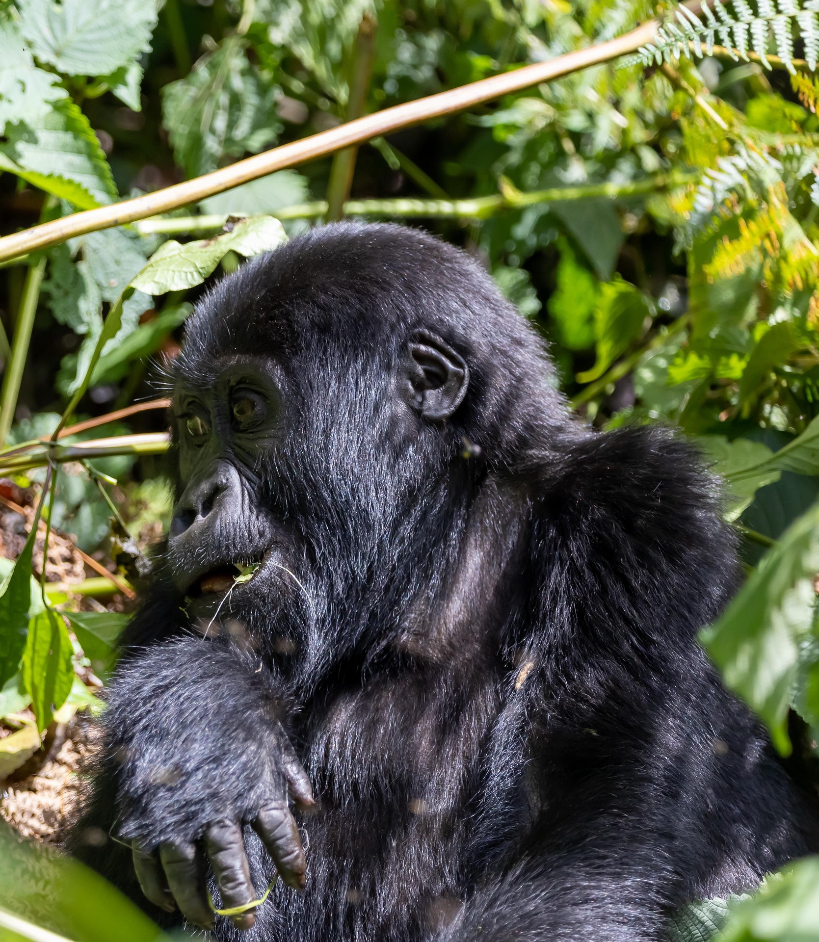 Akagera National Park