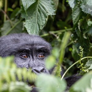 Rwanda Safaris