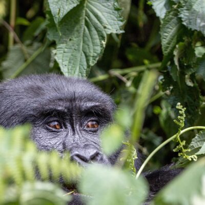 Rwanda Safaris