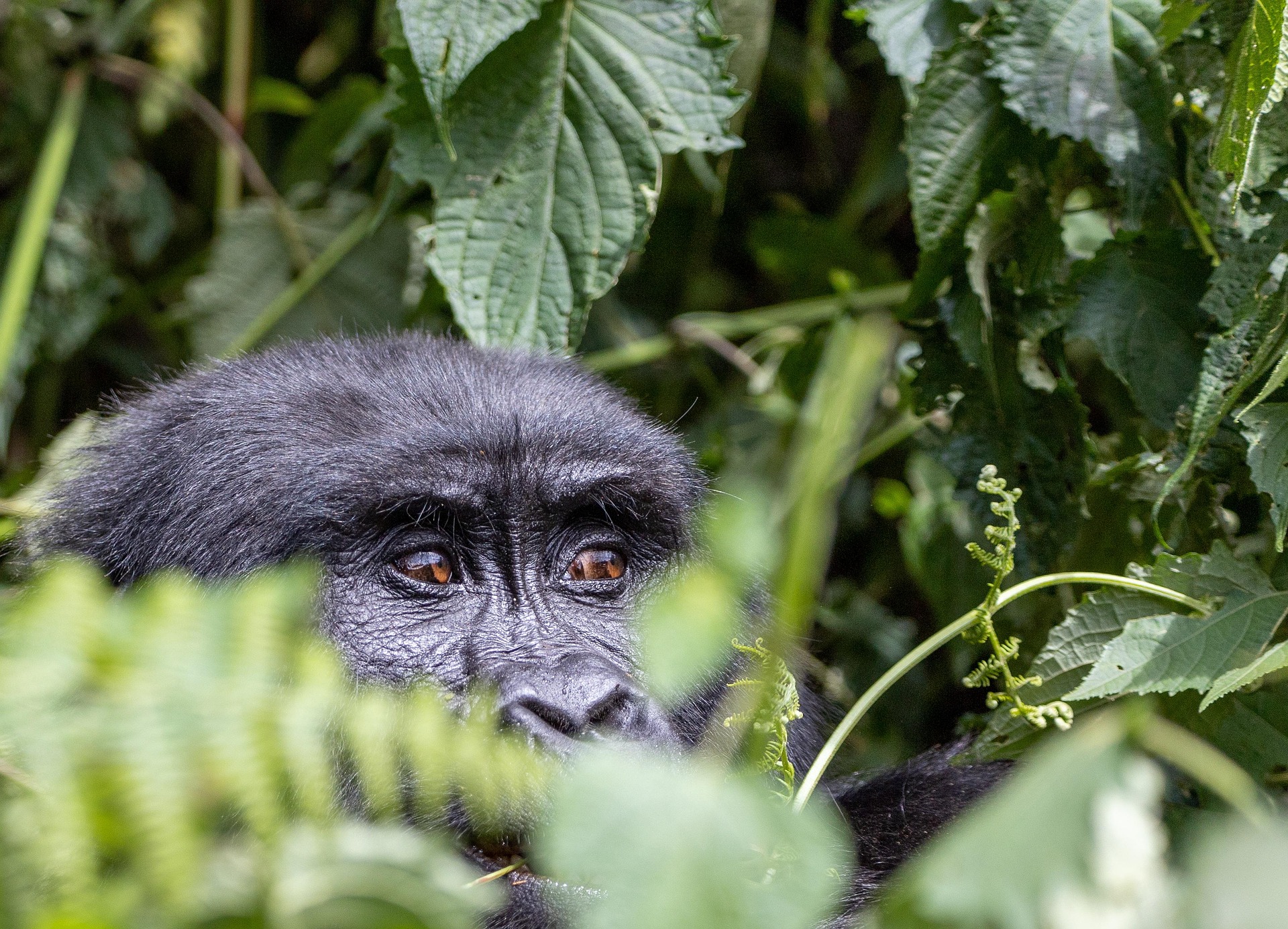 Gorilla Trekking Safaris