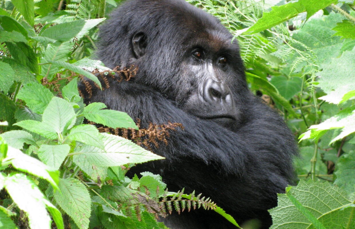 How Much Does a Gorilla Habituation Permit Cost?